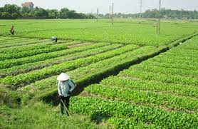 Vụ đông xuân 2022 - 2023, toàn tỉnh sản xuất hơn 54.000ha lúa và 10.000ha rau màu